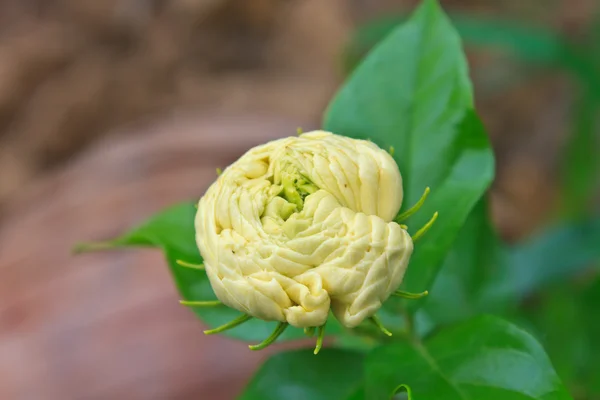 Jasmim árabe (Jasminum sambac) flor na árvore — Fotografia de Stock