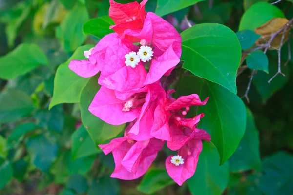 Червоний рожевими квітами бугенвіллії квітучі — стокове фото