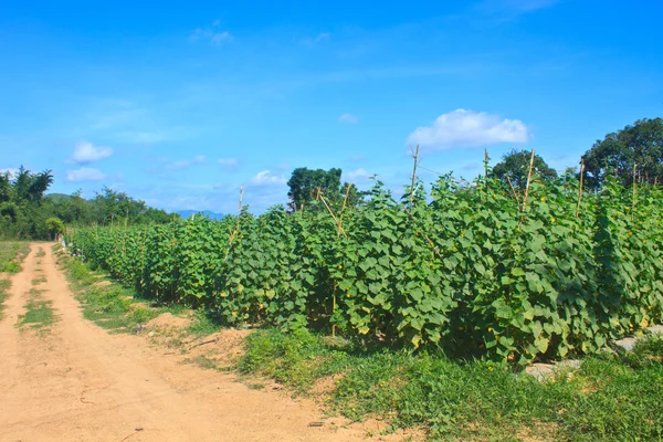 Agriculture plant of cucumber — Stock Photo, Image