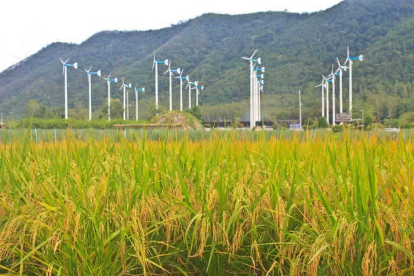 Green rice in the field — Stock Photo, Image