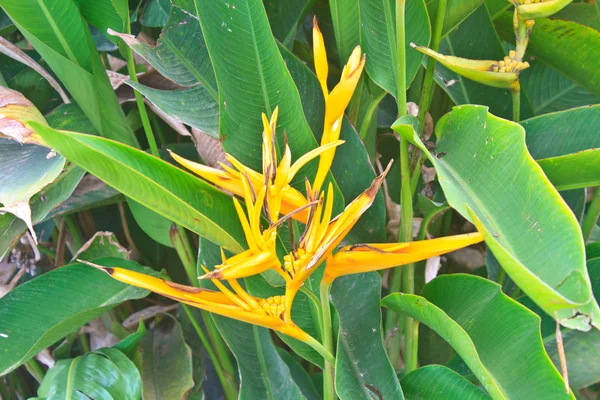 Bird of Paradise flower — Stock Photo, Image