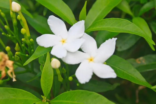 Jasmin oder arabischer Jasmin im Garten — Stockfoto