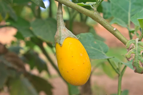 Gul aubergine på träd i trädgården — Stockfoto