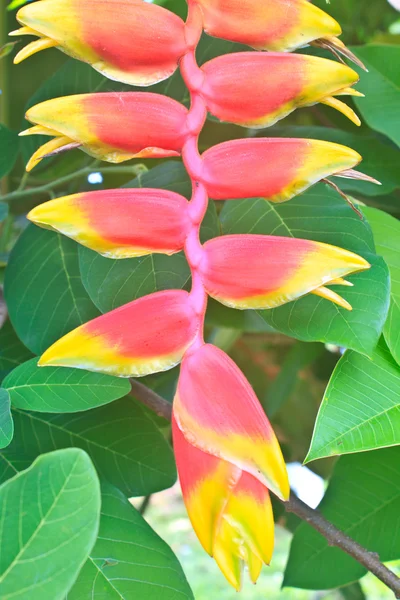 Mooie heliconia bloem bloeien — Stockfoto