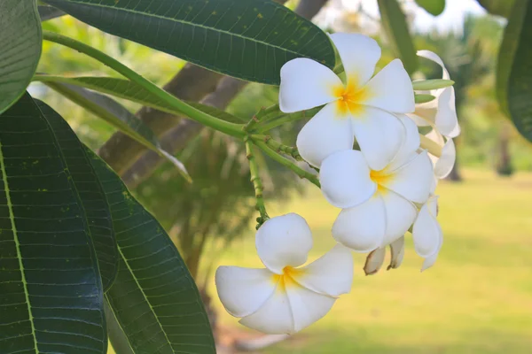 Oddział tropikalnych kwiatów frangipani — Zdjęcie stockowe