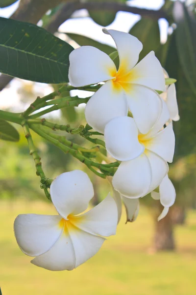 Rama de flores tropicales frangipani — Foto de Stock