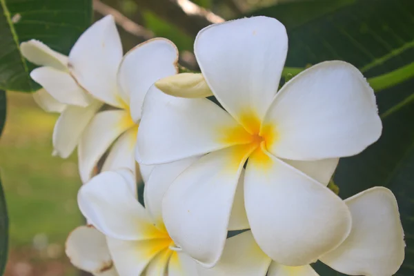 Oddział tropikalnych kwiatów frangipani — Zdjęcie stockowe