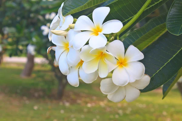 Oddział tropikalnych kwiatów frangipani — Zdjęcie stockowe