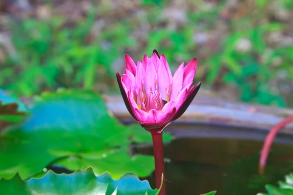 Water lily flowers blooming on pond — Stock Photo, Image