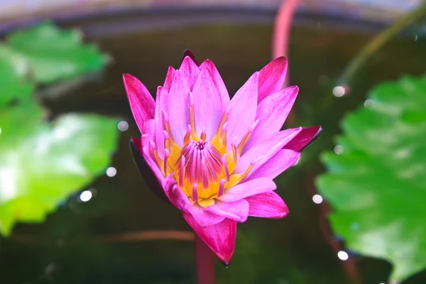 Flores de lirio de agua que florecen en el estanque —  Fotos de Stock