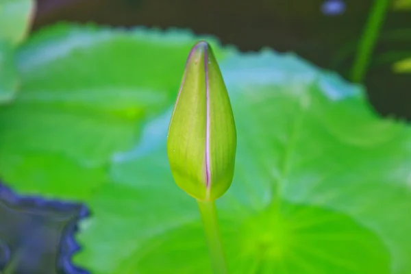 Seerosenblumen blühen am Teich — Stockfoto