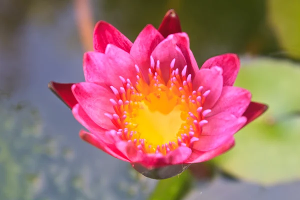 Fleurs de nénuphar fleurissant sur l'étang — Photo