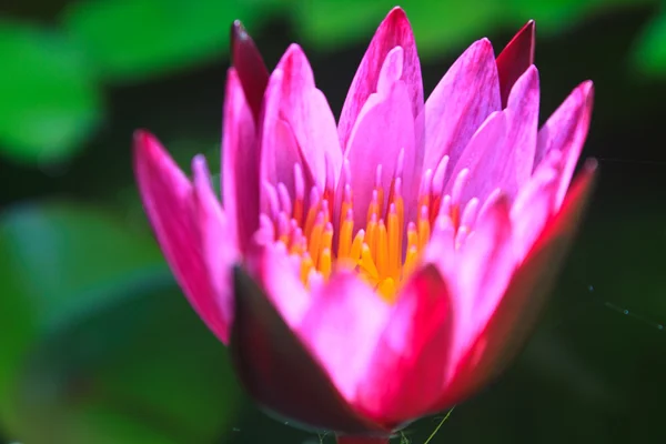 Water lily flowers blooming on pond — Stock Photo, Image