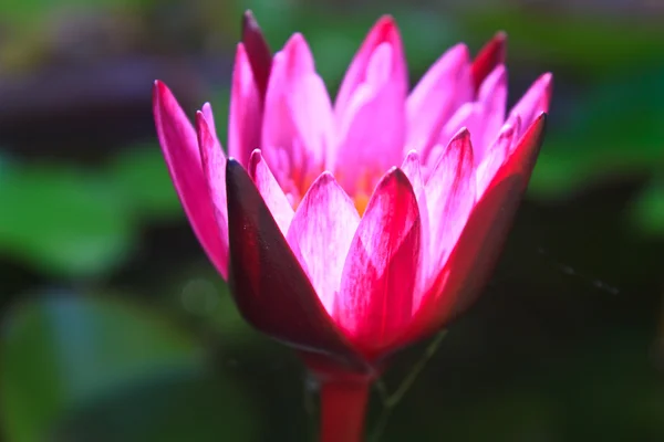 Water lily flowers blooming on pond — Stock Photo, Image