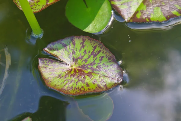 Blad van lotus — Stockfoto