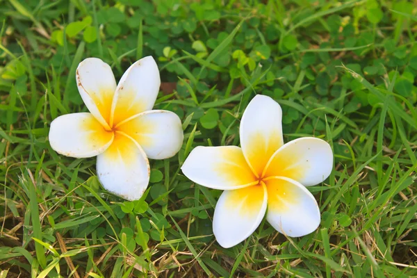 Plumeria o Frangipani Flores sobre hierba verde —  Fotos de Stock