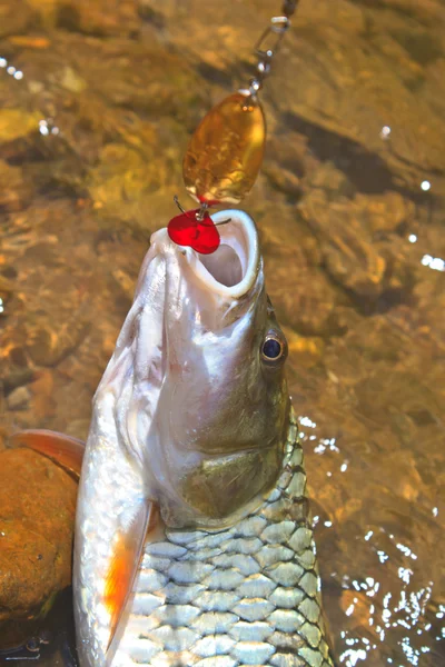 Hampala barb hook Metallic Fishing Lure — Stock Photo, Image