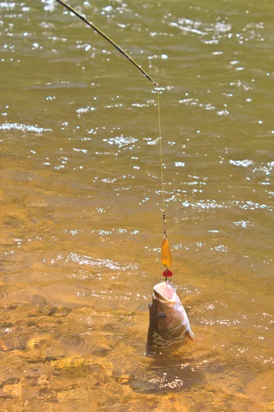 Hampala barb hook Metallic Fishing Lure — Stock Photo, Image