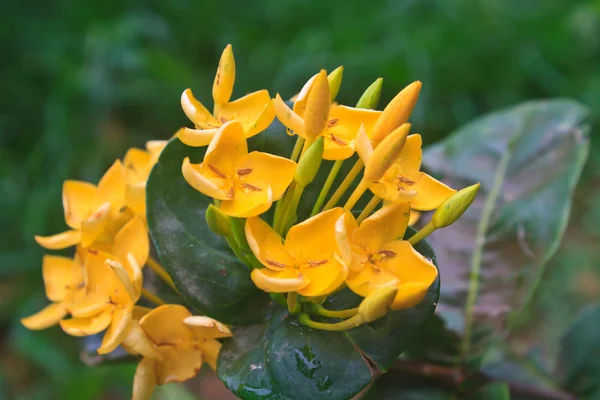 Gele ixoras, west-Indische jasmijn bloem — Stockfoto