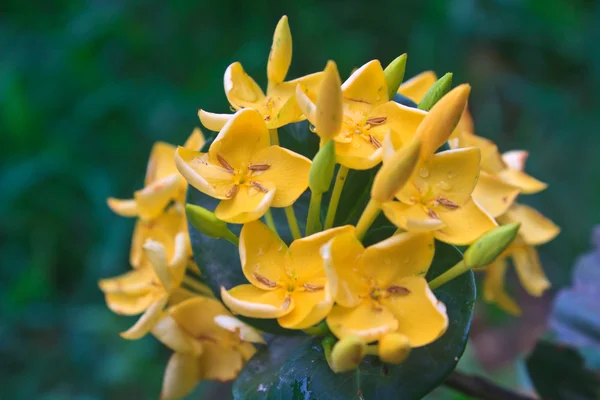 Ixora gialla, fiore di gelsomino indiano occidentale — Foto Stock