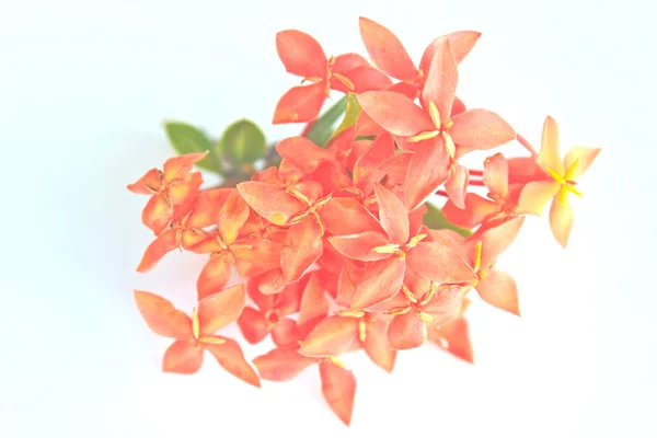 Ixora roja (Coccinea) la flor hermosa — Foto de Stock