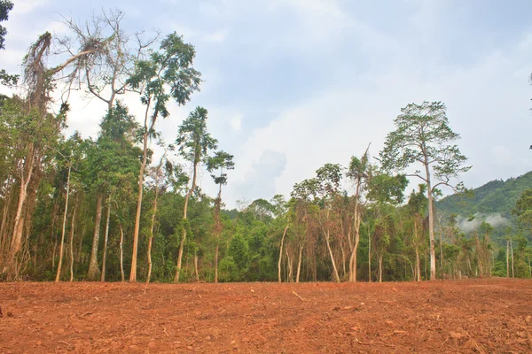 Campo de la agricultura en el campo — Foto de Stock