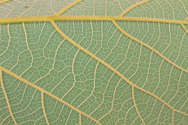 Textur av ett grönt blad som bakgrund — Stockfoto