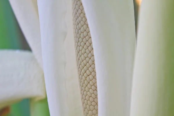 Close up flower of  Elephant ear — Stock Photo, Image