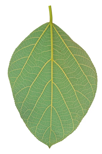 Texture of a green leaf as background — Stock Photo, Image