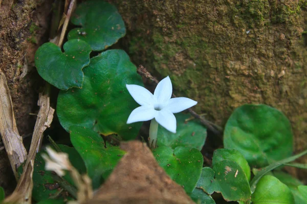 Цветы в форме звезды в лесу — стоковое фото