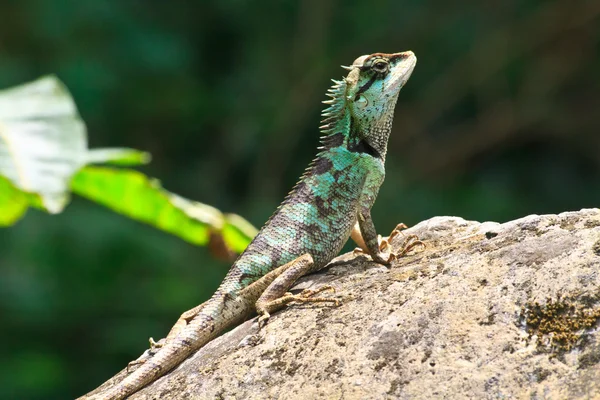 Green crested lizard — Stock Photo, Image
