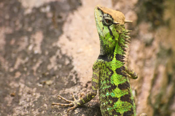 Green crested lizard — Stock Photo, Image