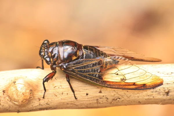 Cicadas dans les arbres — Photo