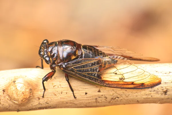 Zikaden in den Bäumen — Stockfoto