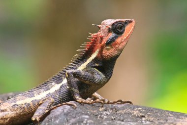 Yeşil tepeli kertenkele