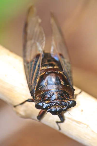 Cicadas in the trees — Stock Photo, Image