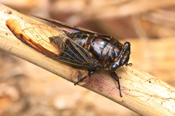 Cicadas en los árboles — Foto de Stock