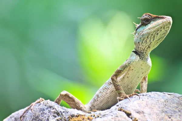 Gröna crested ödla — Stockfoto