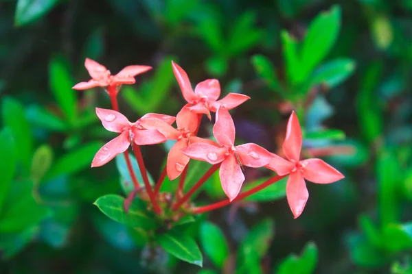 Czerwony ixora (Szkarłatna) piękny kwiat — Zdjęcie stockowe