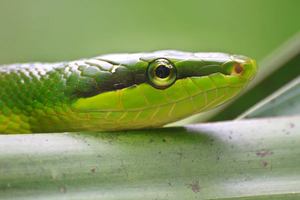 Краснохвостая зелёная крысиная змея — стоковое фото