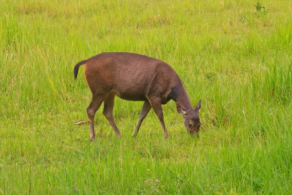 Hermoso ciervo samba hembra de pie en el bosque tailandés —  Fotos de Stock