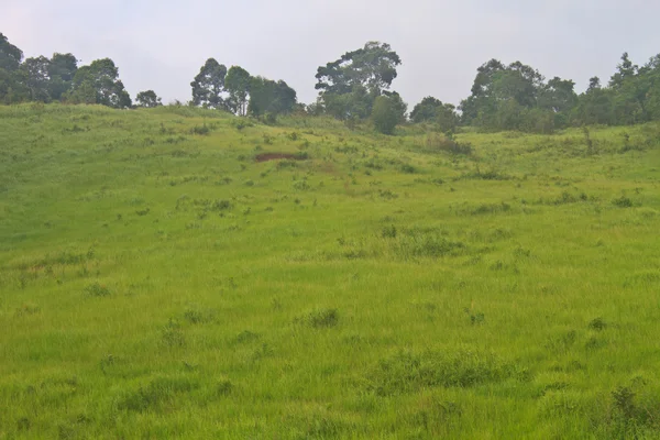 Campo de hierba en el comienzo del verano — Foto de Stock