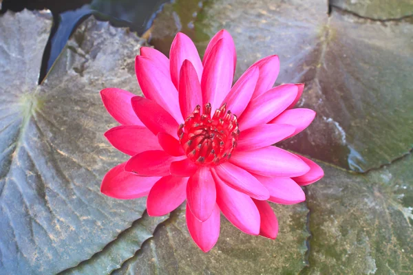 The beautiful Blooming lotus flower — Stock Photo, Image