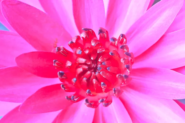 Frumoasa floare de lotus înflorită — Fotografie, imagine de stoc