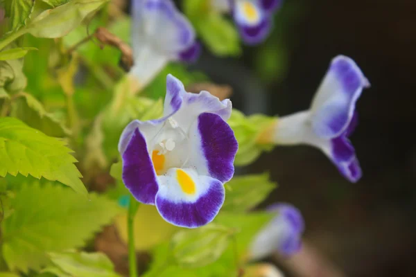 Bluewings no jardim ou parque natural — Fotografia de Stock