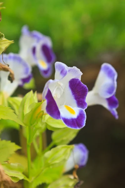 Bluewings no jardim ou parque natural — Fotografia de Stock