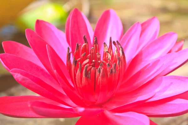 La hermosa flor de loto en flor —  Fotos de Stock