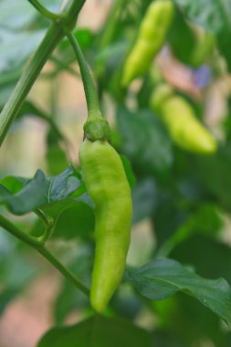 sebze bahçesinde büyüyen taze biber