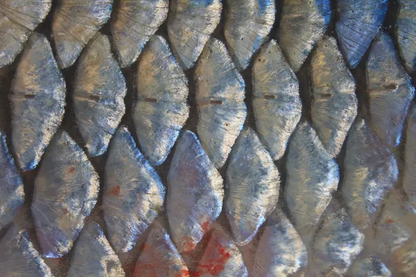 Scales of fresh water fish — Stock Photo, Image