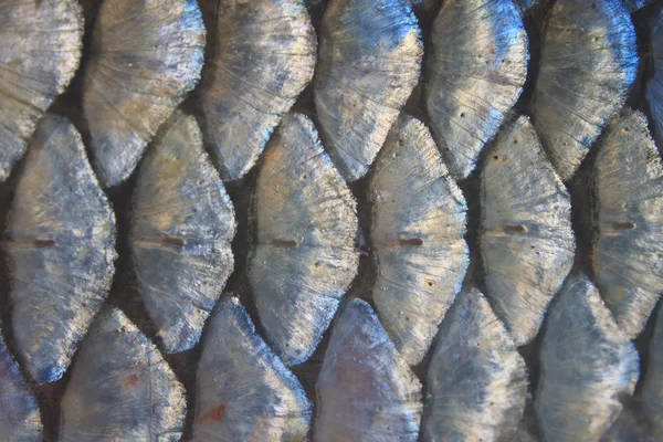 Scales of fresh water fish — Stock Photo, Image